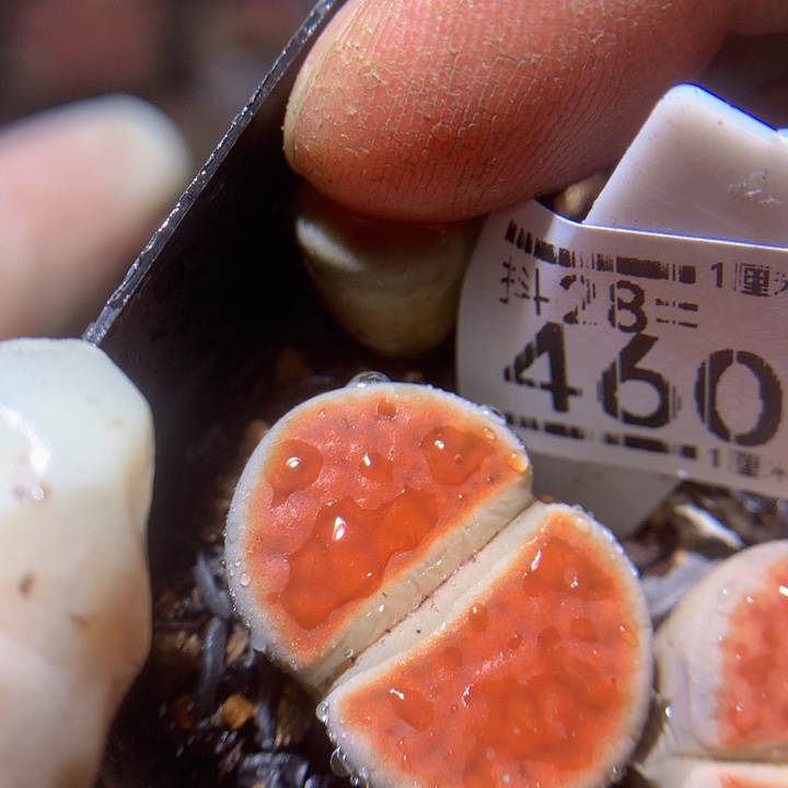 精品生石花28.460