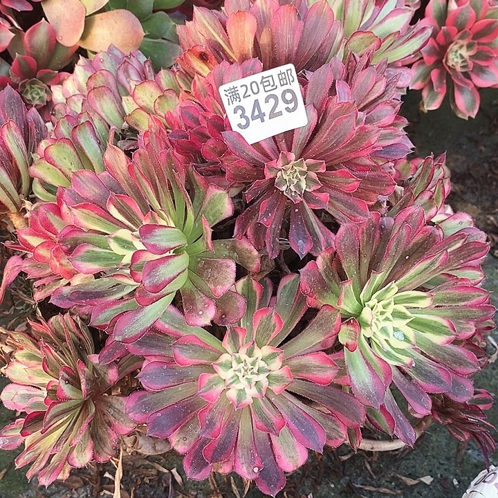 3429 一颗同花顺法师