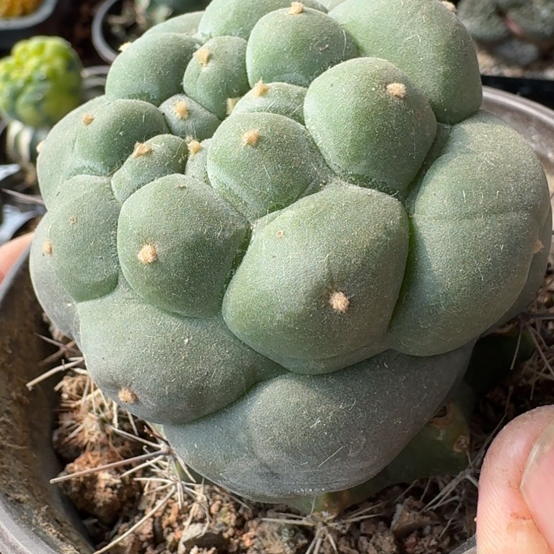 【闪购商品】白肌超大尤鲜苗接333仙人球