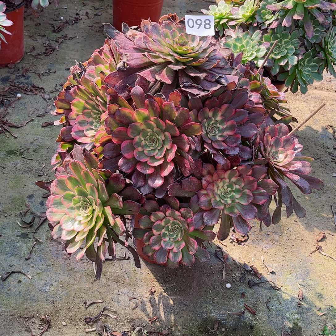 多肉植物烟花098