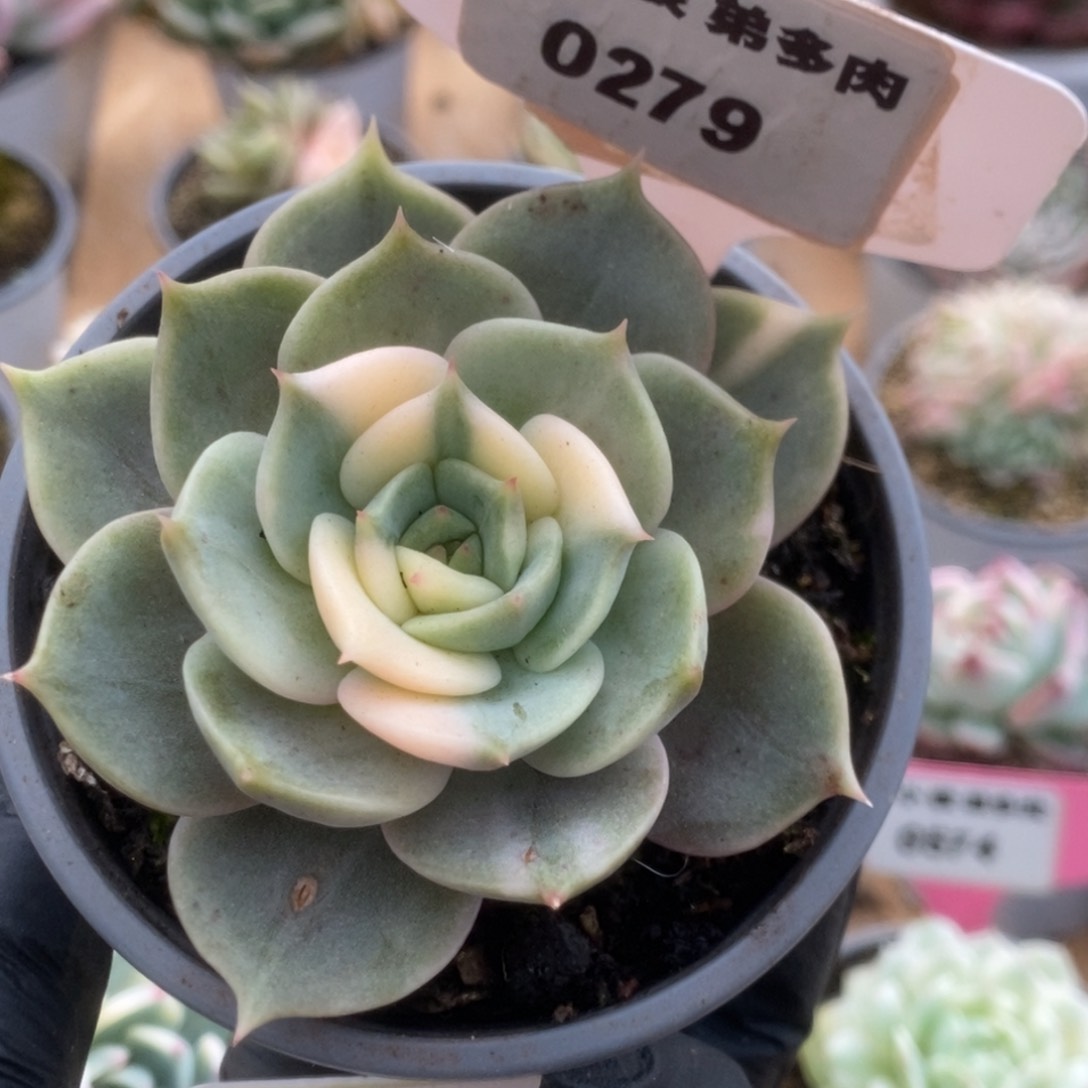 279贝加尔湖锦锦锦锦锦锦