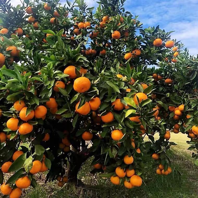正宗无籽砂糖橘滑皮金橘蜜橘耙耙柑丑橘南方北方种植嫁接耐寒耐热