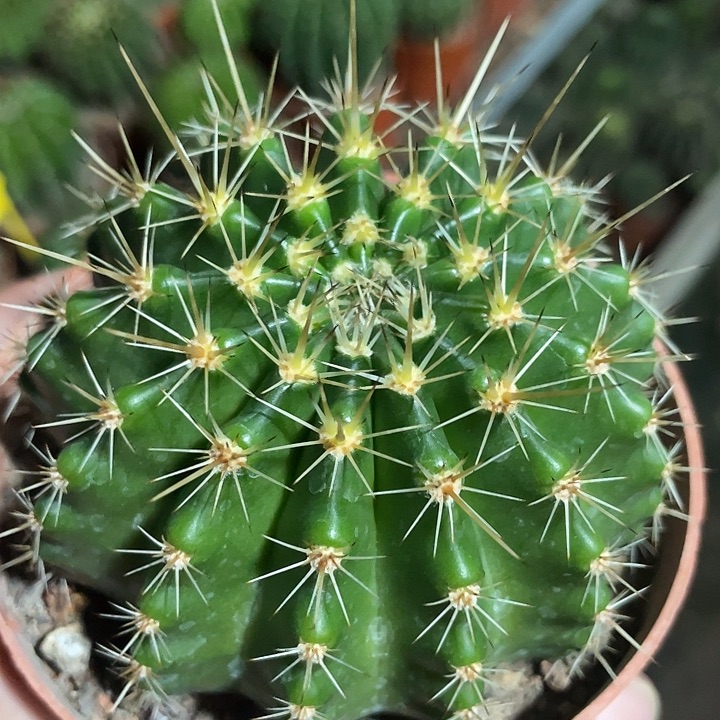 195号龟甲背实生彩草