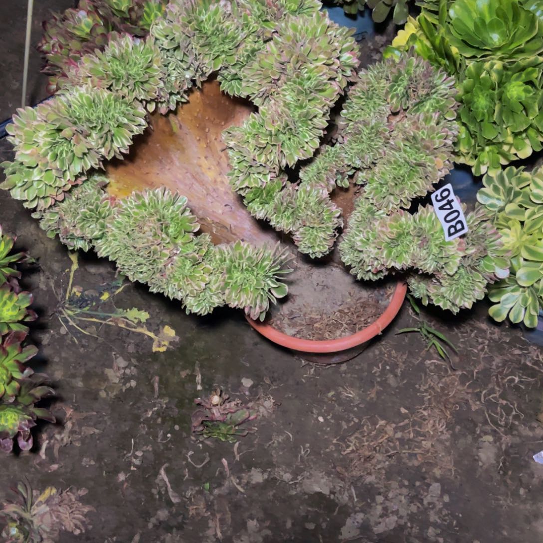 白凤法师26/////43包邮