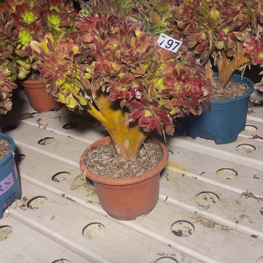 法师法师7/-38包邮法师