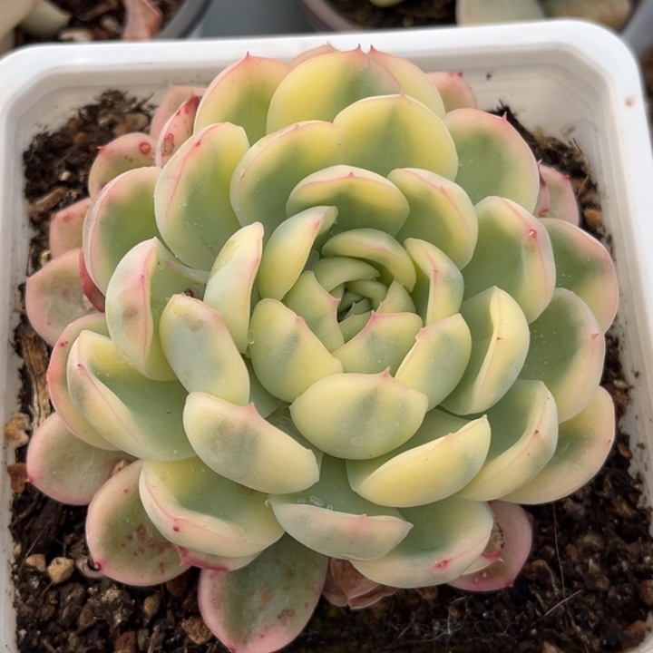 草莓冰锦一颗价格