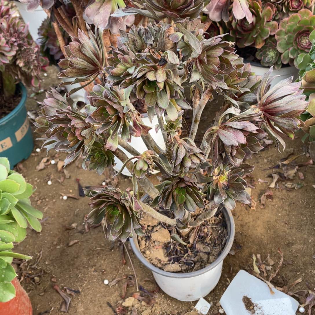 874灰法师多肉法师断枝不包