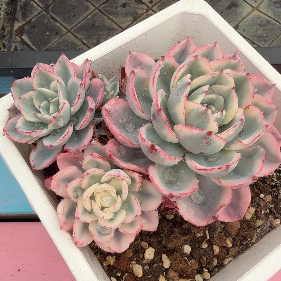 奶油黄桃锦，多肉植物