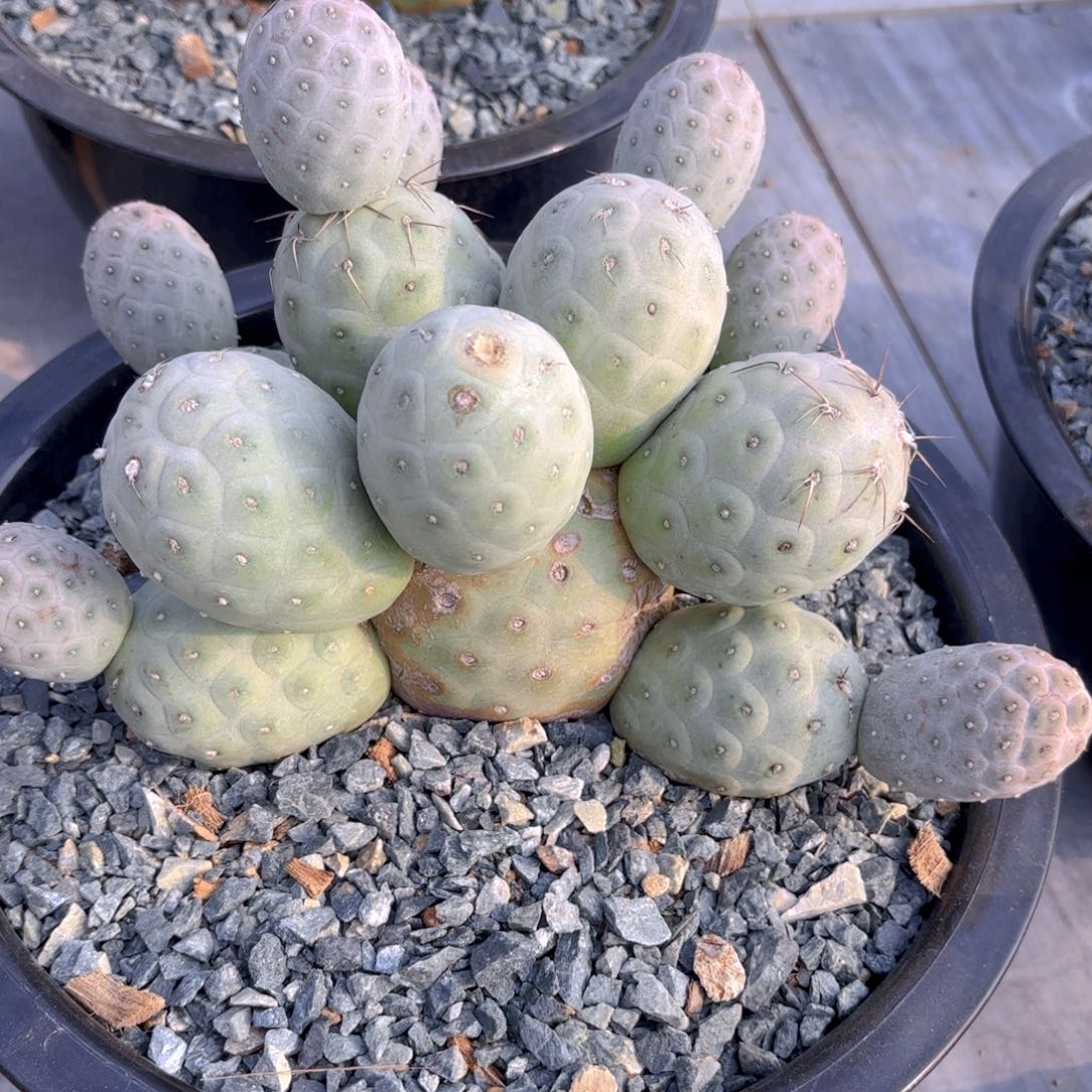 习一口价打木架发G g g g g g