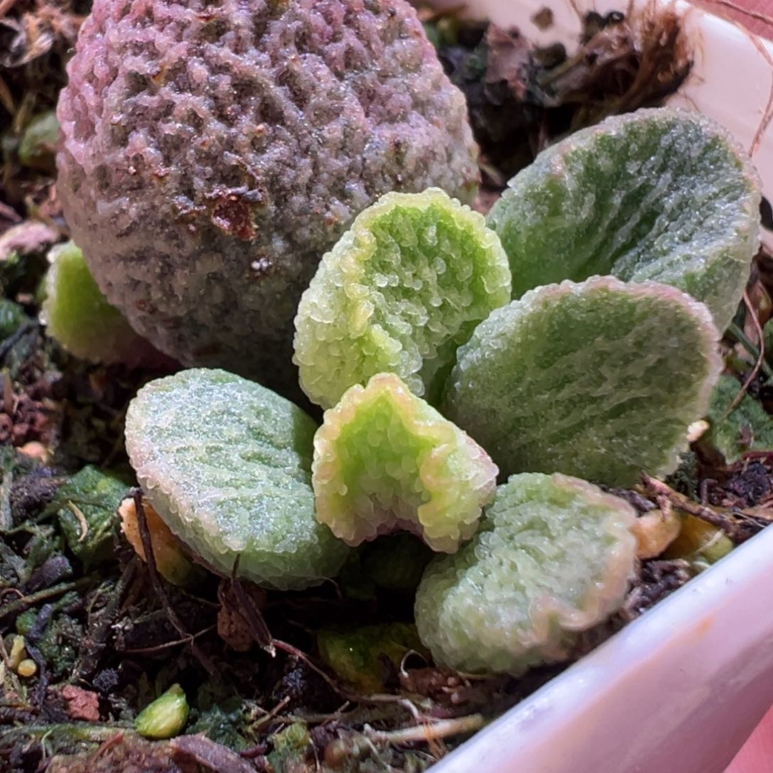 实生新品多肉植物水泡