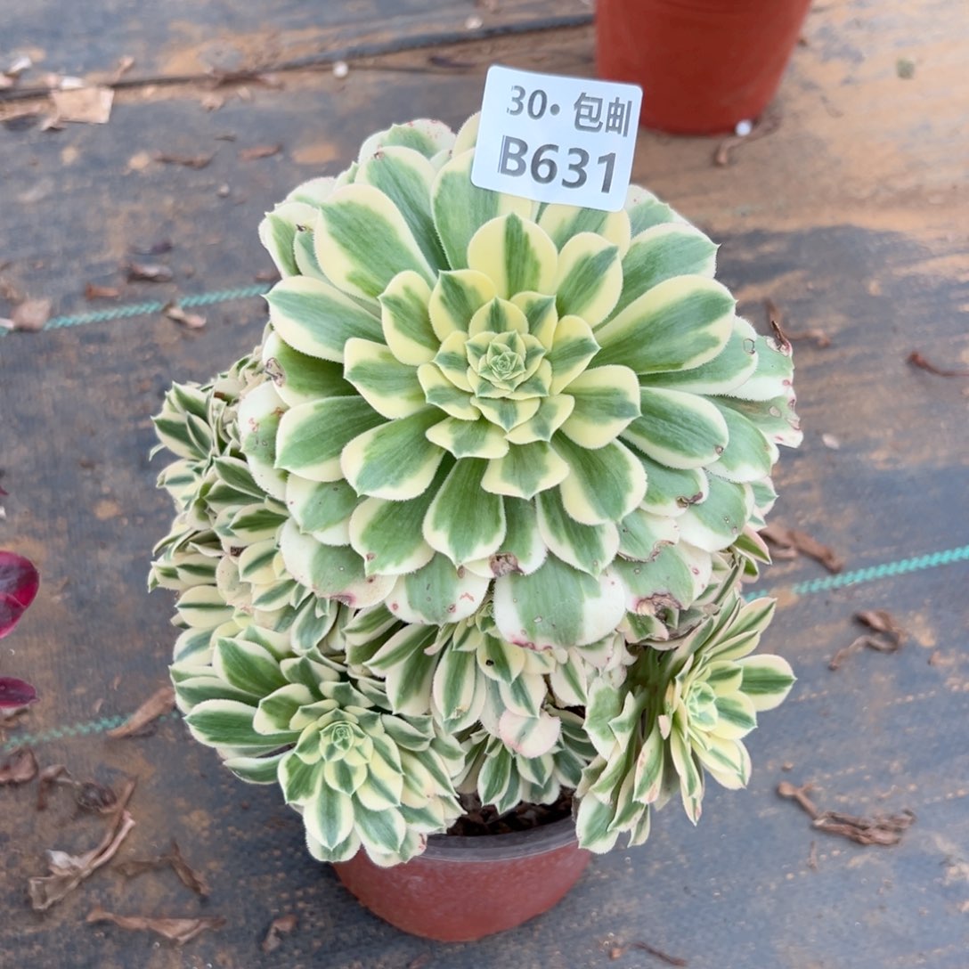 631 迈巴赫多肉法师鲜花