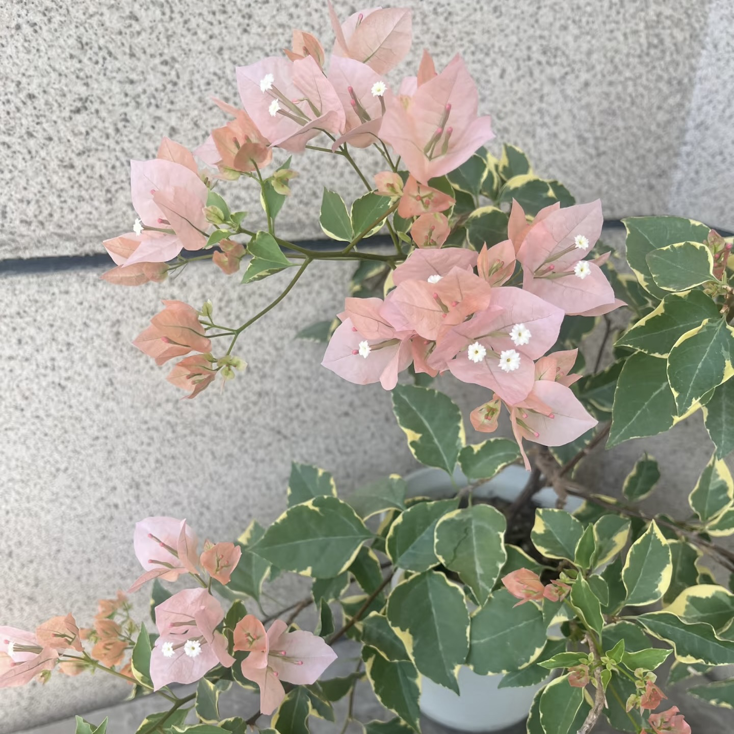 【高飘】马斯佩拉克·aa带花带苞四季开花三角梅