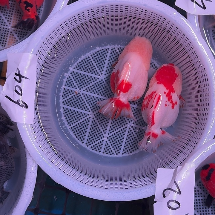 604包邮到家嘿嘿嘿嘿嘿嘿嘿嘿