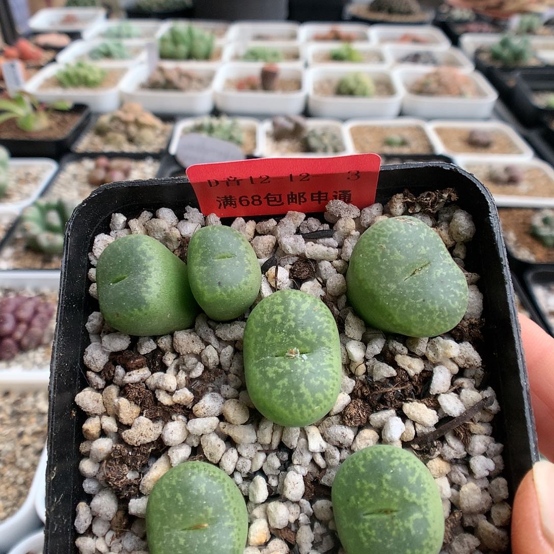 12-12-3 紫花流苏一盆