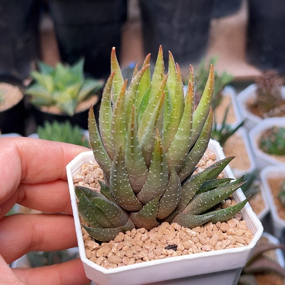 青桐硬叶十二卷一颗