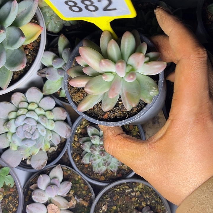 多肉植物欧若拉882