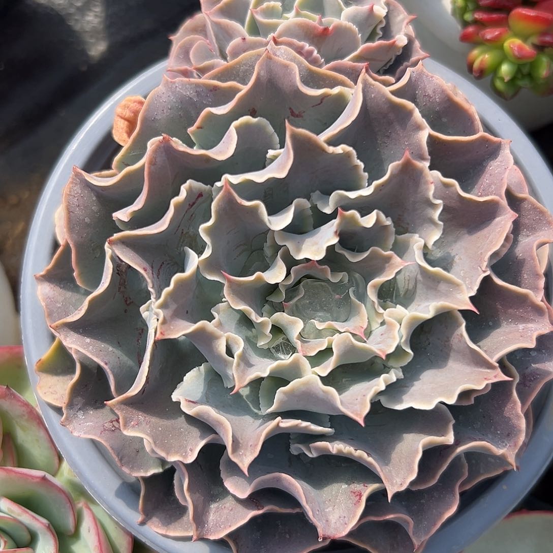 多肉植物多肉植物