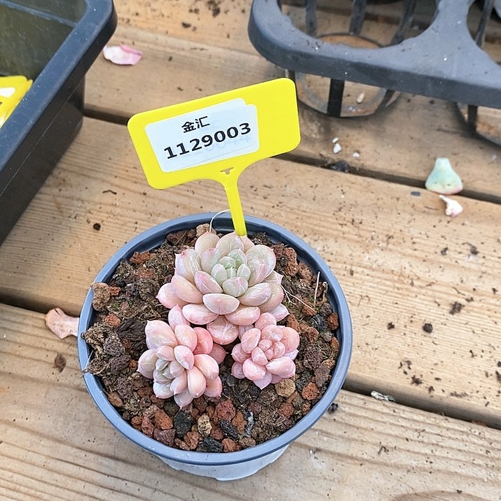 1129003 孤品插排