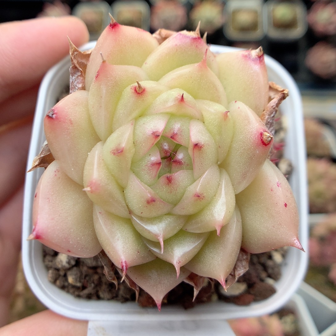 E40 ，20包邮两天凑单偏远不发货