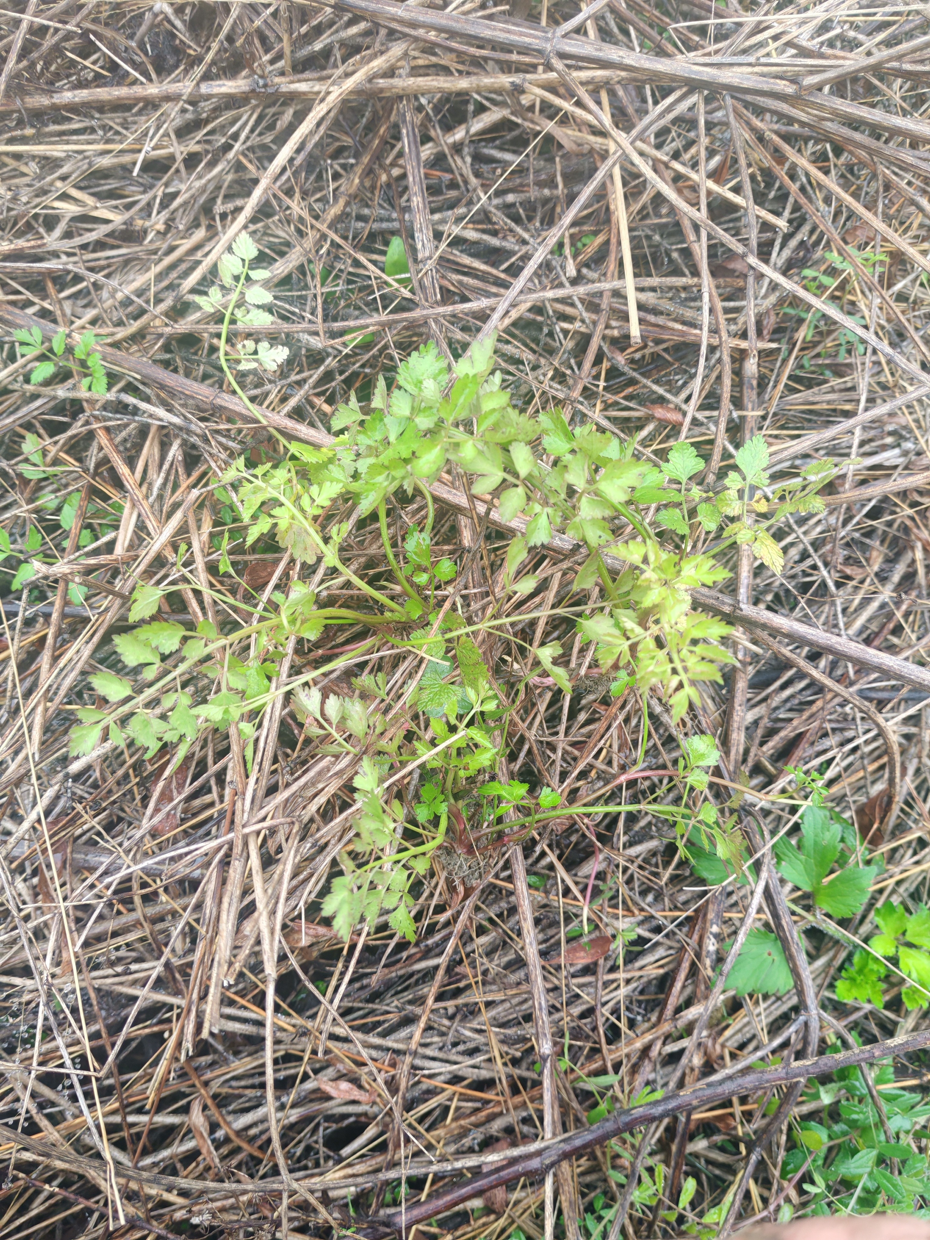 贵州本地野生小叶芹菜