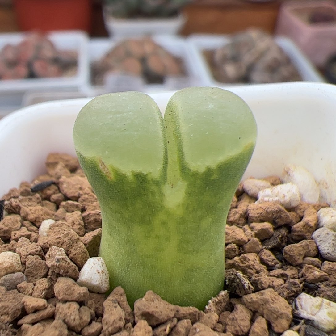 0649号极窗 多肉植物