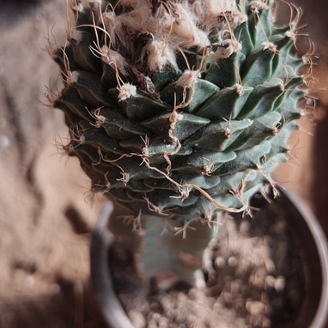 438处理仙人球的方法