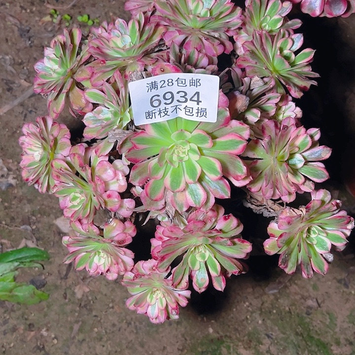 6934红铜白多肉植物