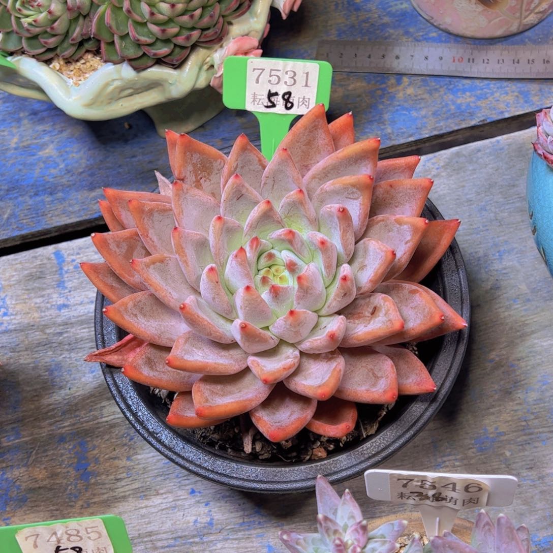 圣徒7531多肉植物