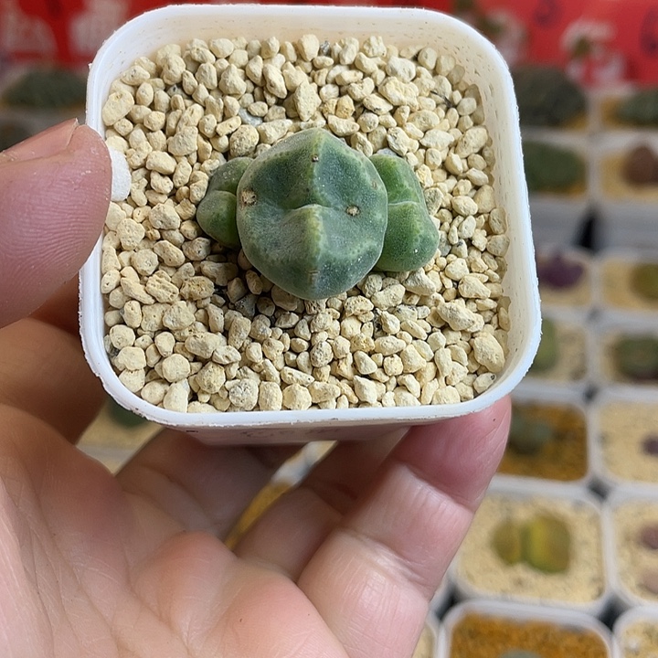 佳人园艺多肉生石花绿豆糕80