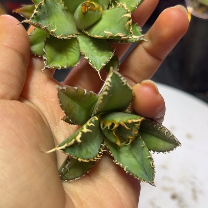 蕾丝顶芽多肉 一颗15.8