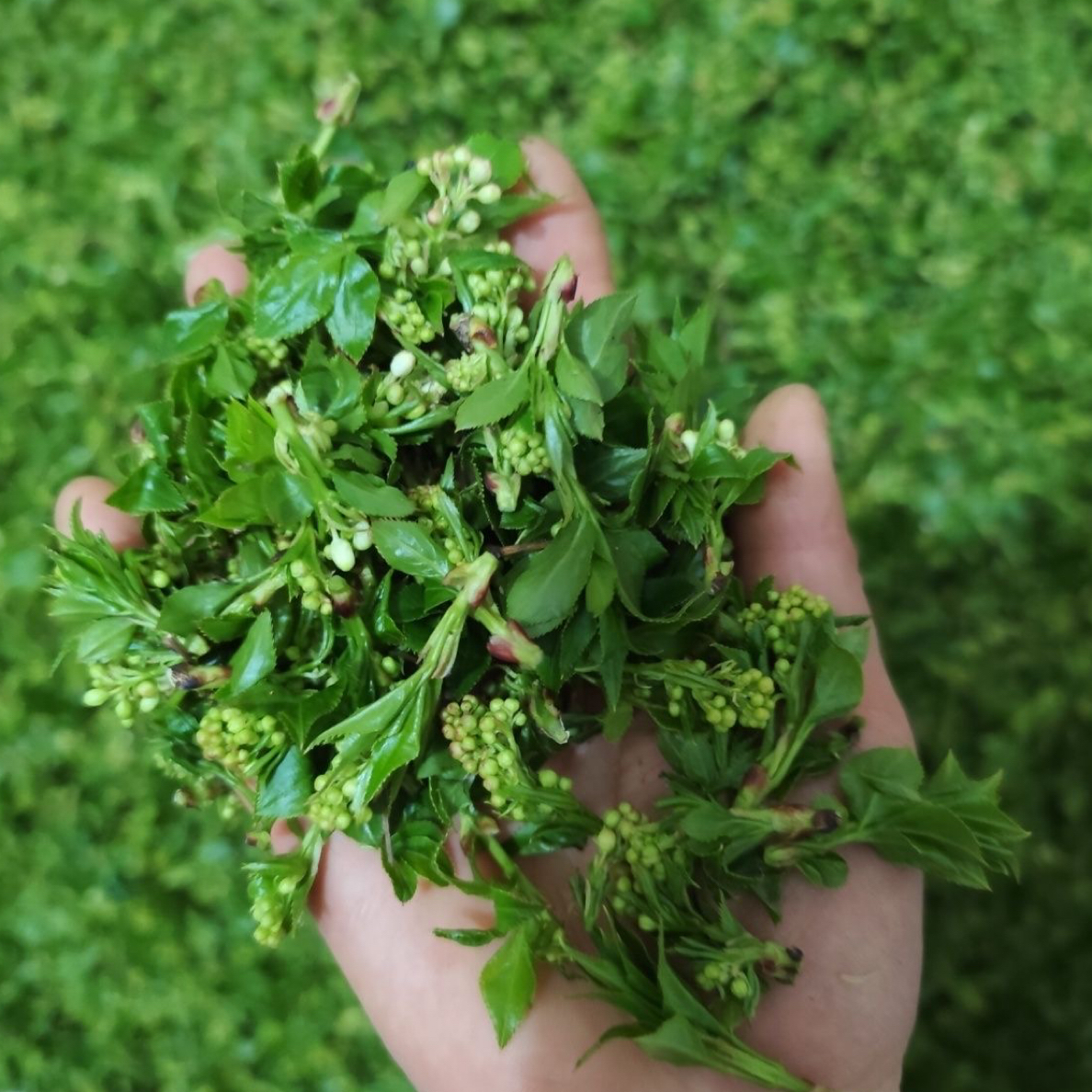 安徽金寨县珍珠花山野菜将军菜干货金寨特产