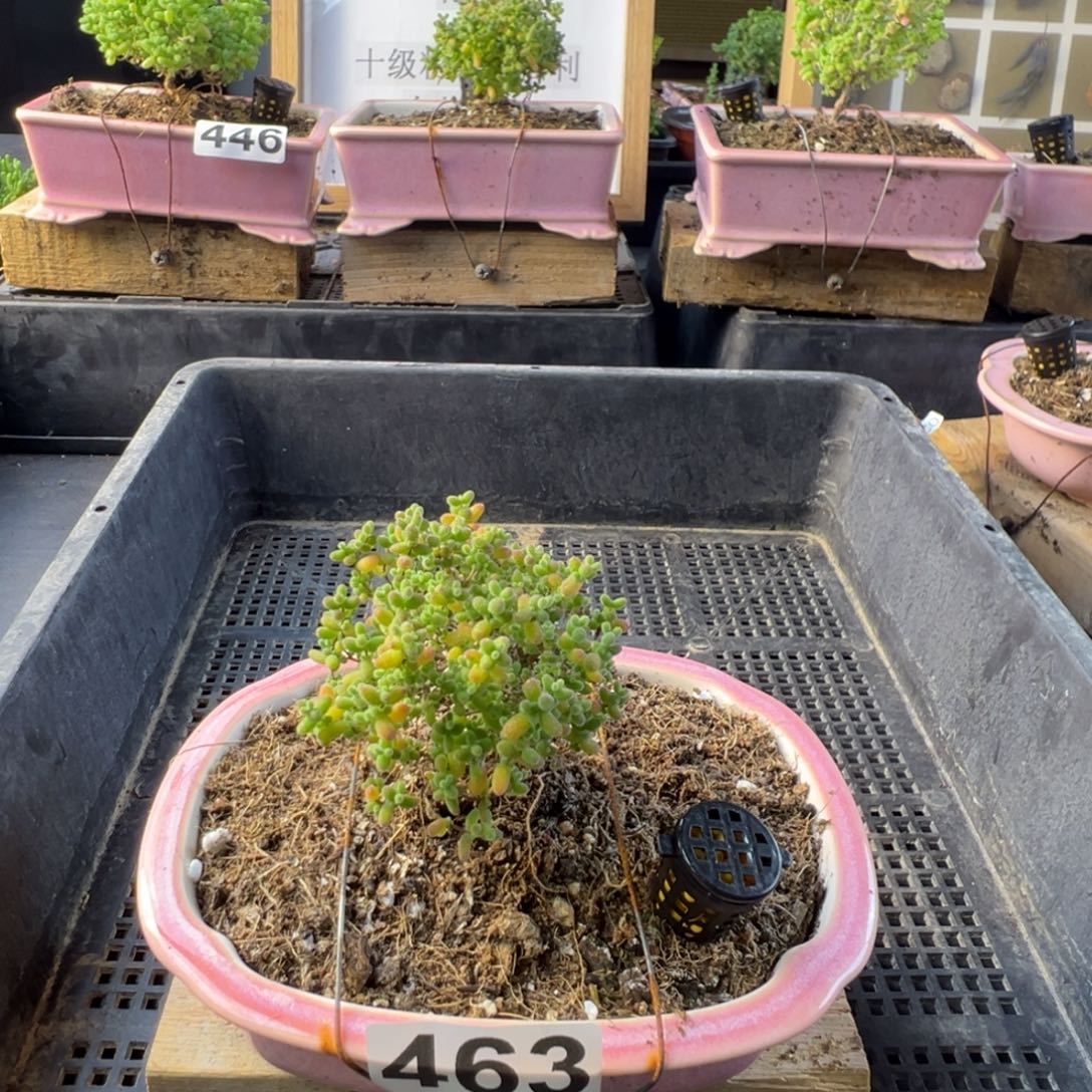 ****D枝干番杏多肉植物补发