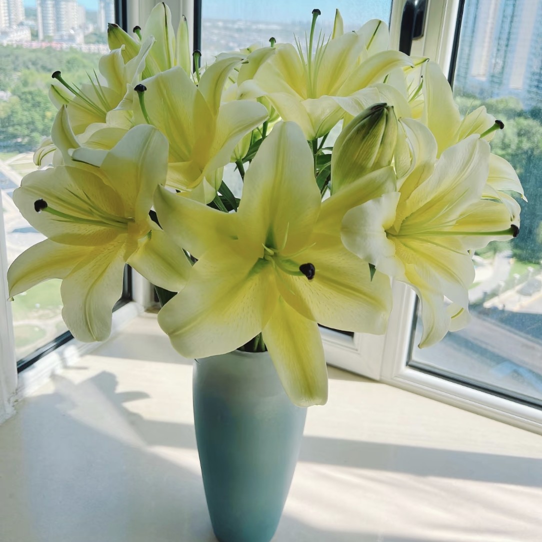 (黄天霸百合）浓香型    东北基地鲜花新鲜采摘。