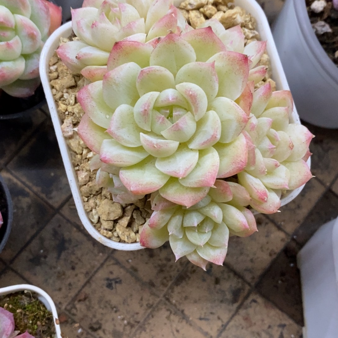 精品多肉一物一拍不包整307