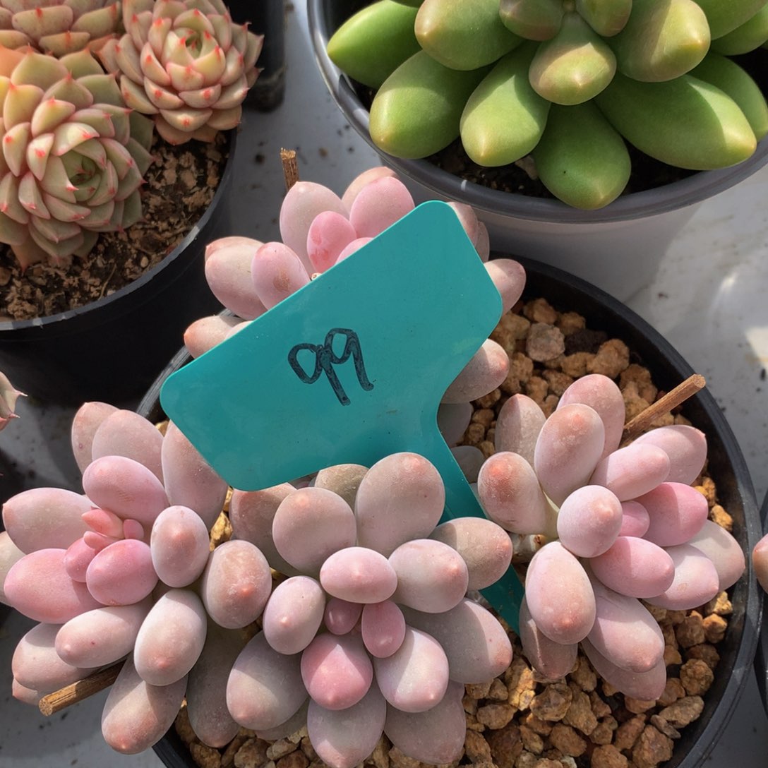 七彩美人72737373773