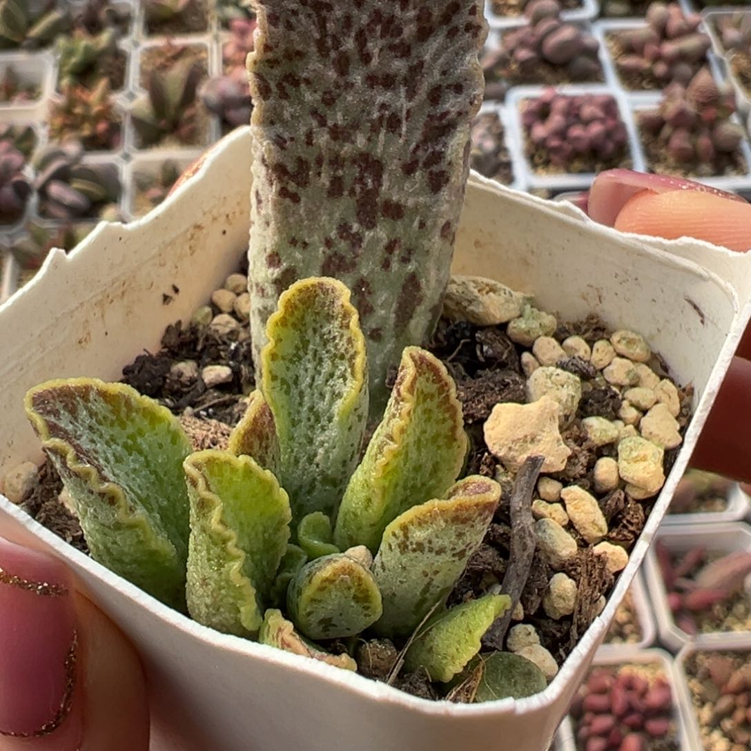 花岗岩大苗多肉植物水泡