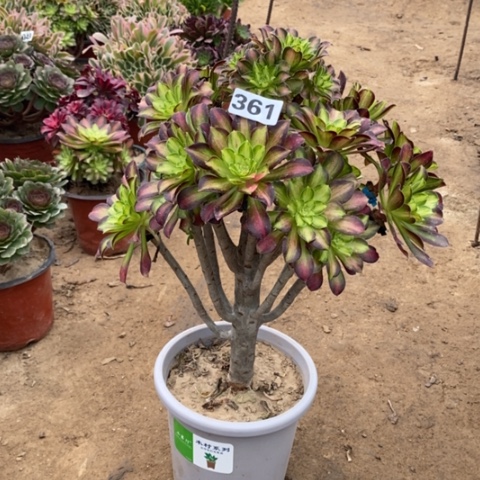 361嫁接韶华多肉法师