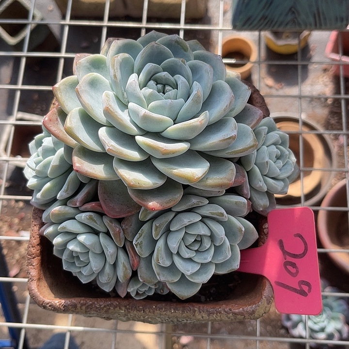 开播炸福利，双十一福利一天冰玉209