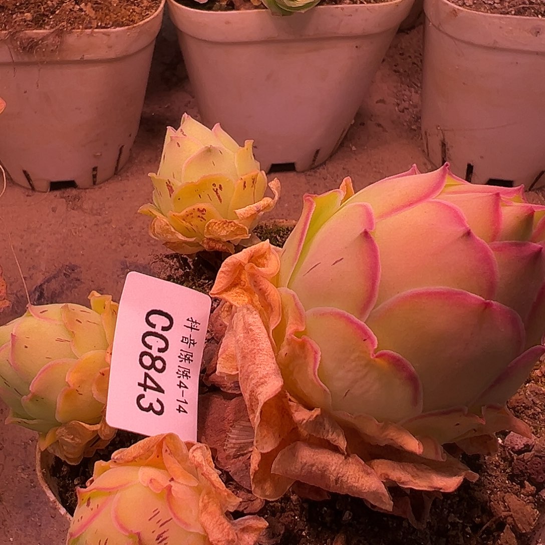 陈陈843帕系不知名