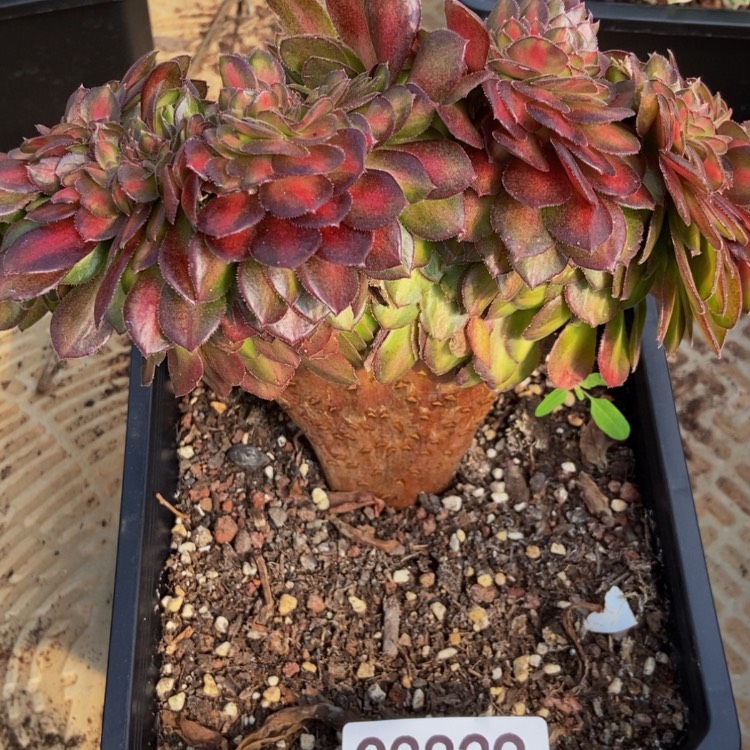 【闪购商品】3829抹茶缀多肉