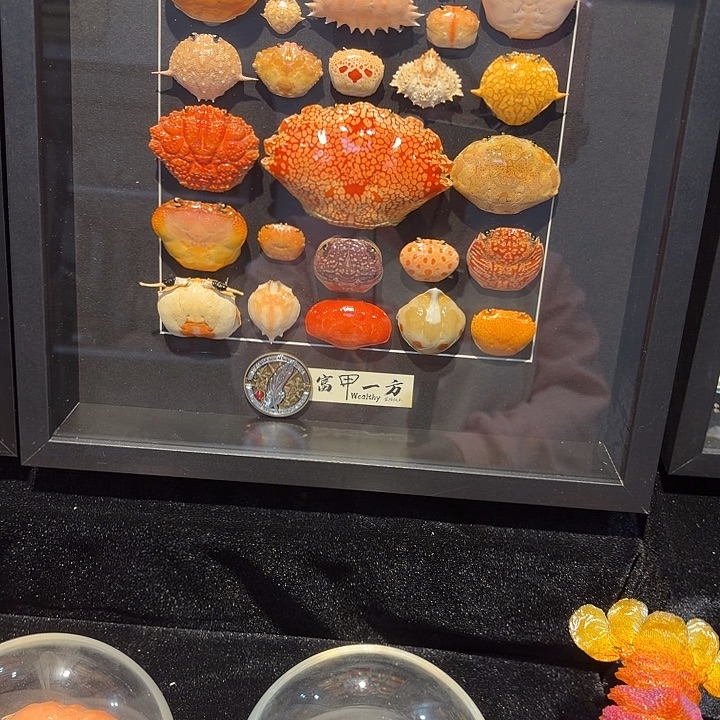 真实蟹壳相框标本