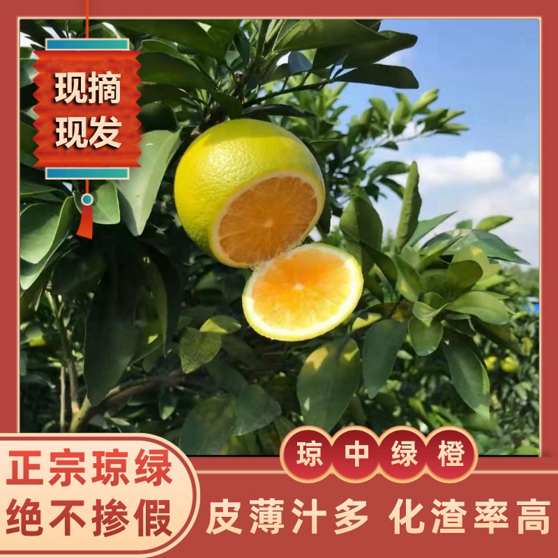 【精品礼盒装】海南琼中绿橙10斤新鲜 现摘现发 坏果包赔 顺丰包邮