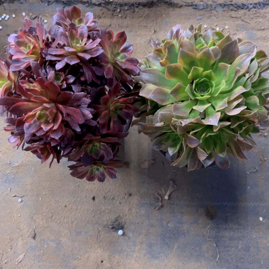 221安娜青檬多肉植物