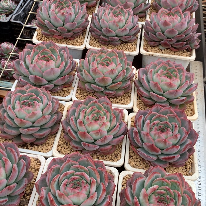 红鸾多肉植物12.88两单包邮