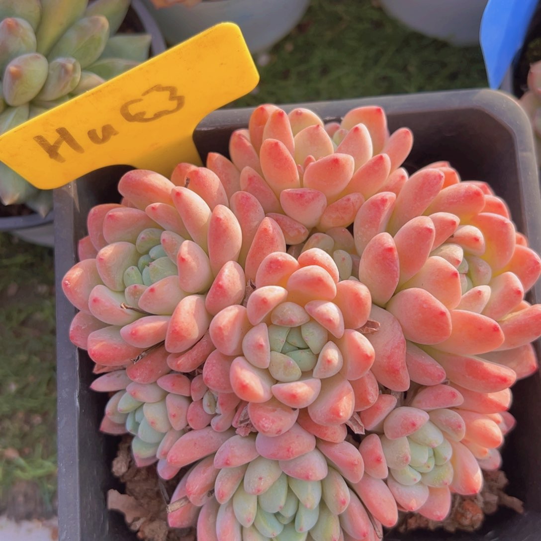 香玉的故事是一个人的故事吗