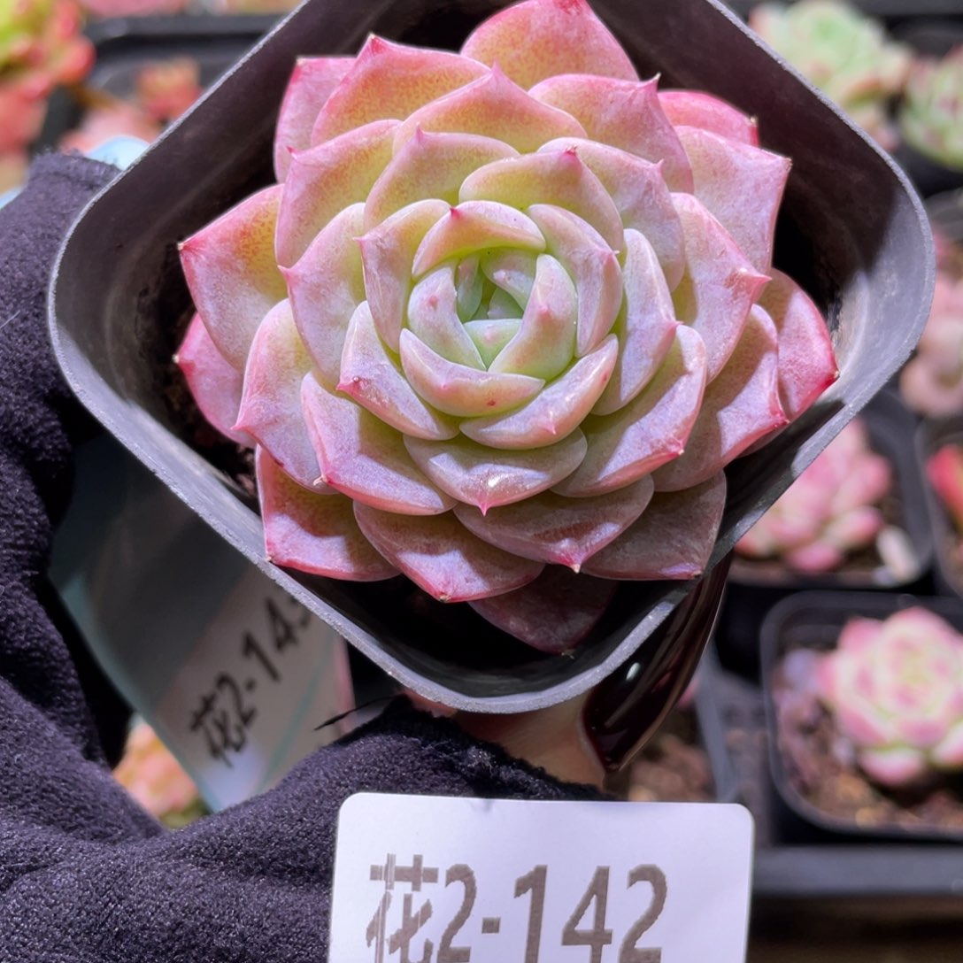 花利美2-142纯爱单头