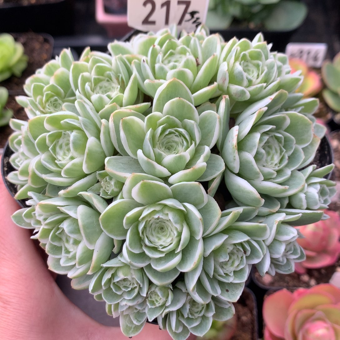 山地玫瑰覆轮锦秋夕217