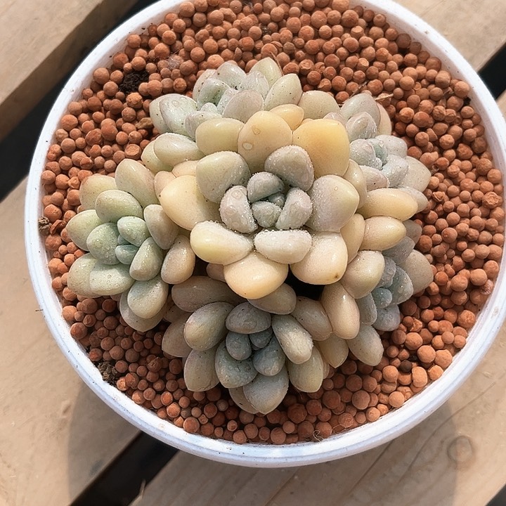 我是第一百个为妖刀应援的阴阳桃花女