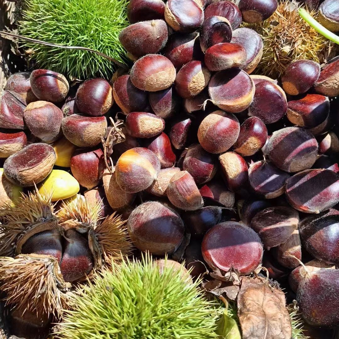 平利八仙高山老树新鲜板栗现摘现发香甜脆口5斤