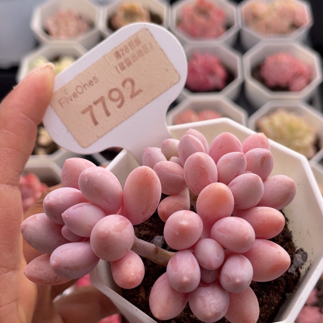粉色恋人7792-6.5厘米